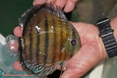 画像5: 【ワイルドディスカス】【通販】【紅赤必至の産地】ラーゴイナヌ レッドデヴィル【個体販売】14-15cm（生体）イナヌ産 (5)