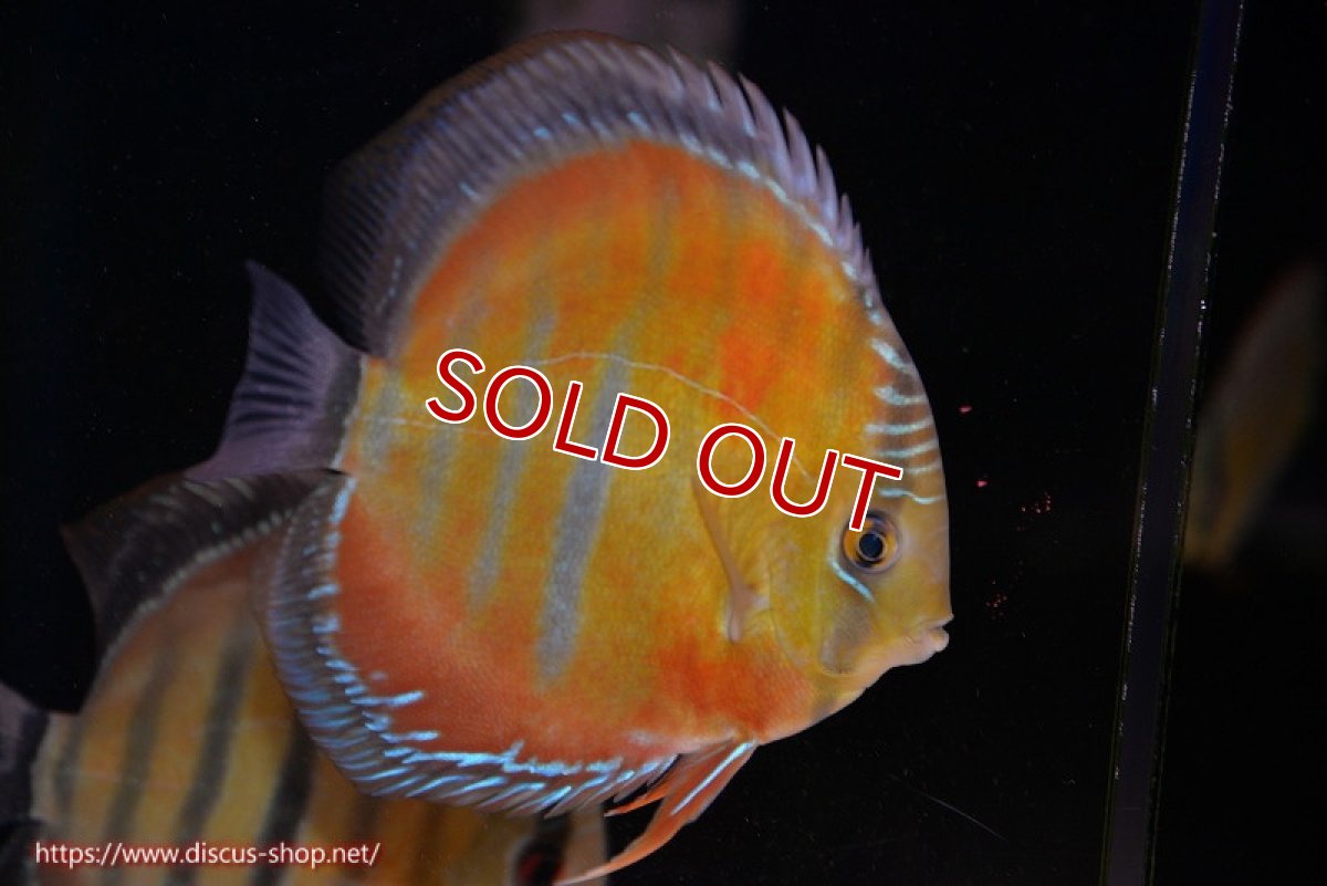 画像1: 【決算セール対象個体】【ワイルドディスカス】【通販】【紅赤必至の産地】ラーゴイナヌ レッドデヴィル(金目）【個体販売】14-15cm（生体）イナヌ産 (1)