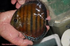 画像1: 【ワイルドディスカス】【通販】【紅赤必至の産地】ラーゴイナヌ レッドデヴィル【個体販売】14-15cm（生体）イナヌ産 (1)