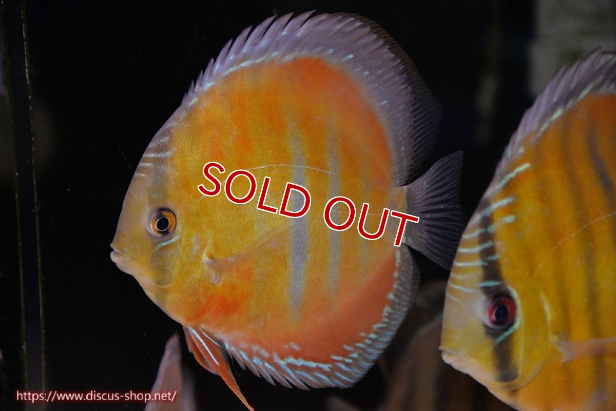 画像2: 【決算セール対象個体】【ワイルドディスカス】【通販】【紅赤必至の産地】ラーゴイナヌ レッドデヴィル(金目）【個体販売】14-15cm（生体）イナヌ産 (2)