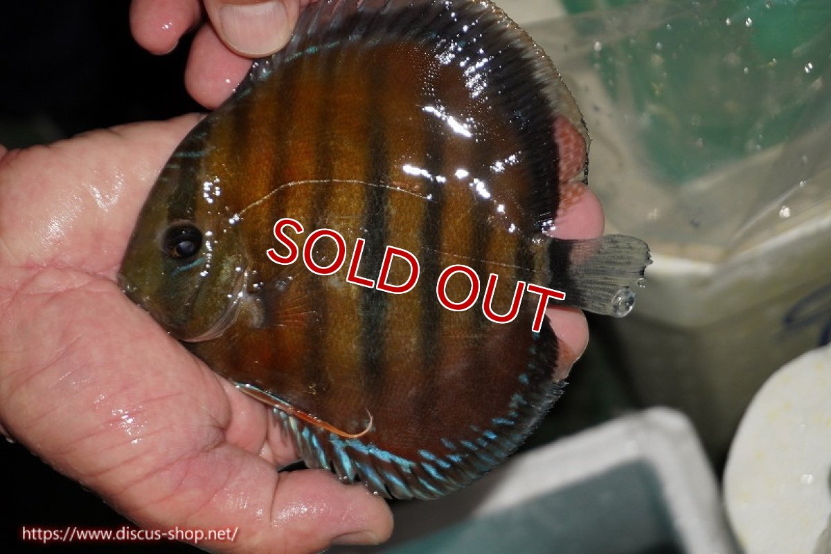 画像3: 【決算セール対象個体】【ワイルドディスカス】【通販】【紅赤必至の産地】ラーゴイナヌ レッドデヴィル(金目）【個体販売】14-15cm（生体）イナヌ産 (3)