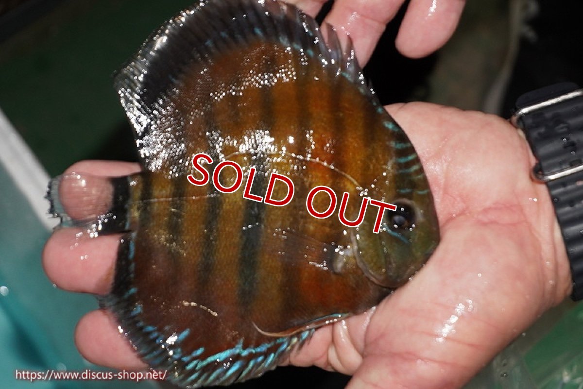 画像4: 【決算セール対象個体】【ワイルドディスカス】【通販】【紅赤必至の産地】ラーゴイナヌ レッドデヴィル(金目）【個体販売】14-15cm（生体）イナヌ産 (4)