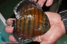 画像4: 【決算セール対象個体】【ワイルドディスカス】【通販】【紅赤必至の産地】ラーゴイナヌ レッドデヴィル(金目）【個体販売】14-15cm（生体）イナヌ産 (4)