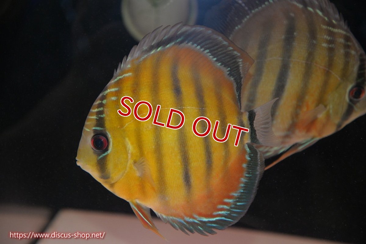 画像1: 【決算セール対象個体】【ワイルドディスカス】【通販】【紅赤必至の産地】ラーゴイナヌ レッドデヴィル【個体販売】14-15cm（生体）イナヌ産 (1)