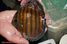 画像1: 【ワイルドディスカス】【通販】【紅赤必至の産地】ラーゴイナヌ レッドデヴィル【個体販売】14-15cm（生体）イナヌ産 (1)