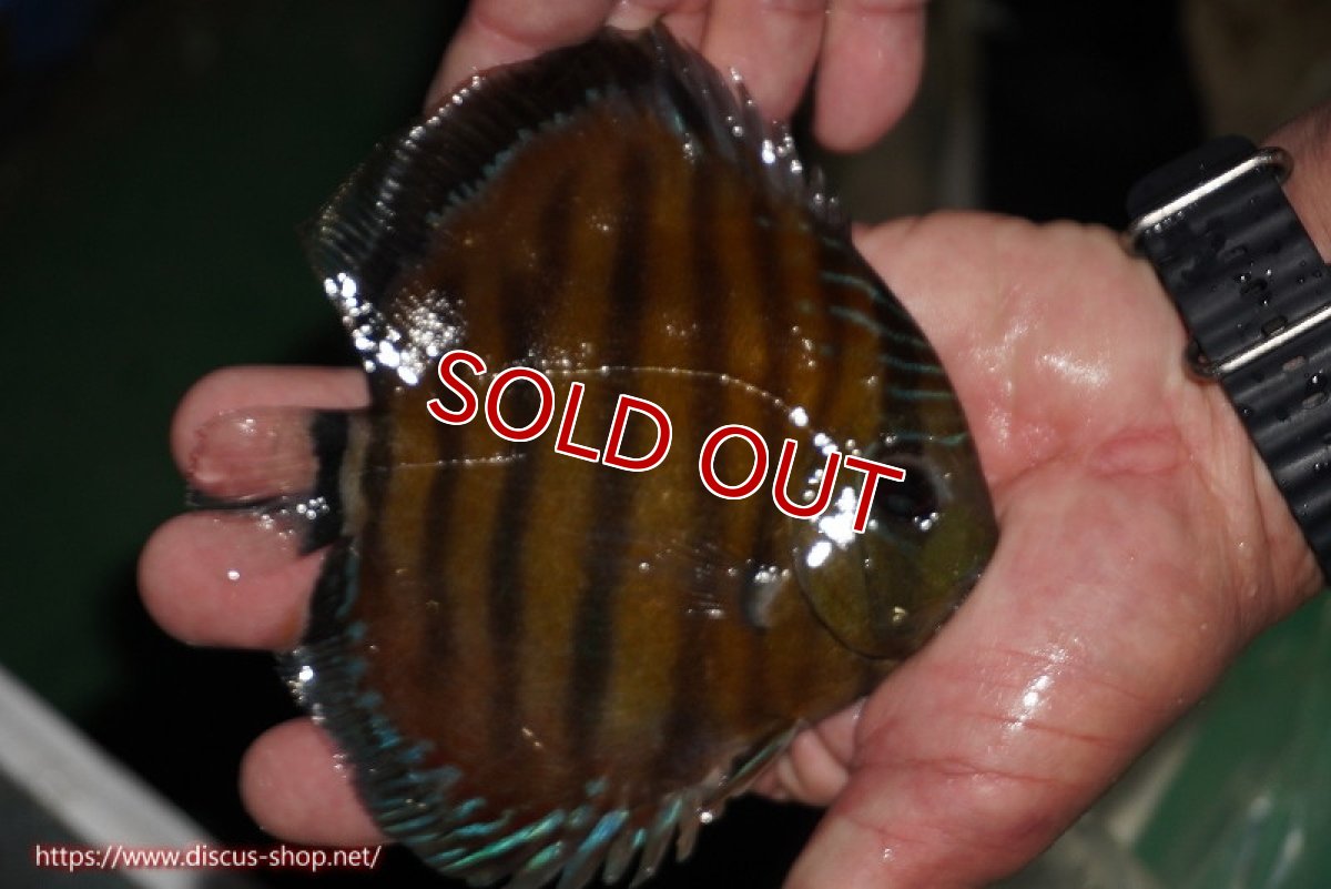 画像3: 【決算セール対象個体】【ワイルドディスカス】【通販】【紅赤必至の産地】ラーゴイナヌ レッドデヴィル【個体販売】14-15cm（生体）イナヌ産 (3)