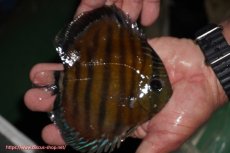 画像3: 【決算セール対象個体】【ワイルドディスカス】【通販】【紅赤必至の産地】ラーゴイナヌ レッドデヴィル【個体販売】14-15cm（生体）イナヌ産 (3)