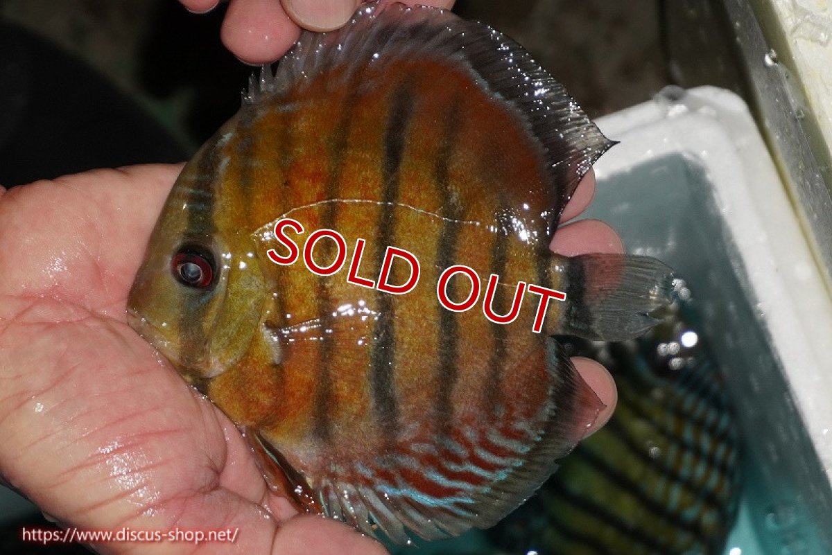 画像1: 【ワイルドディスカス】【通販】【紅赤必至の産地】ラーゴイナヌ レッドデヴィル【個体販売】14-15cm（生体）イナヌ産 (1)