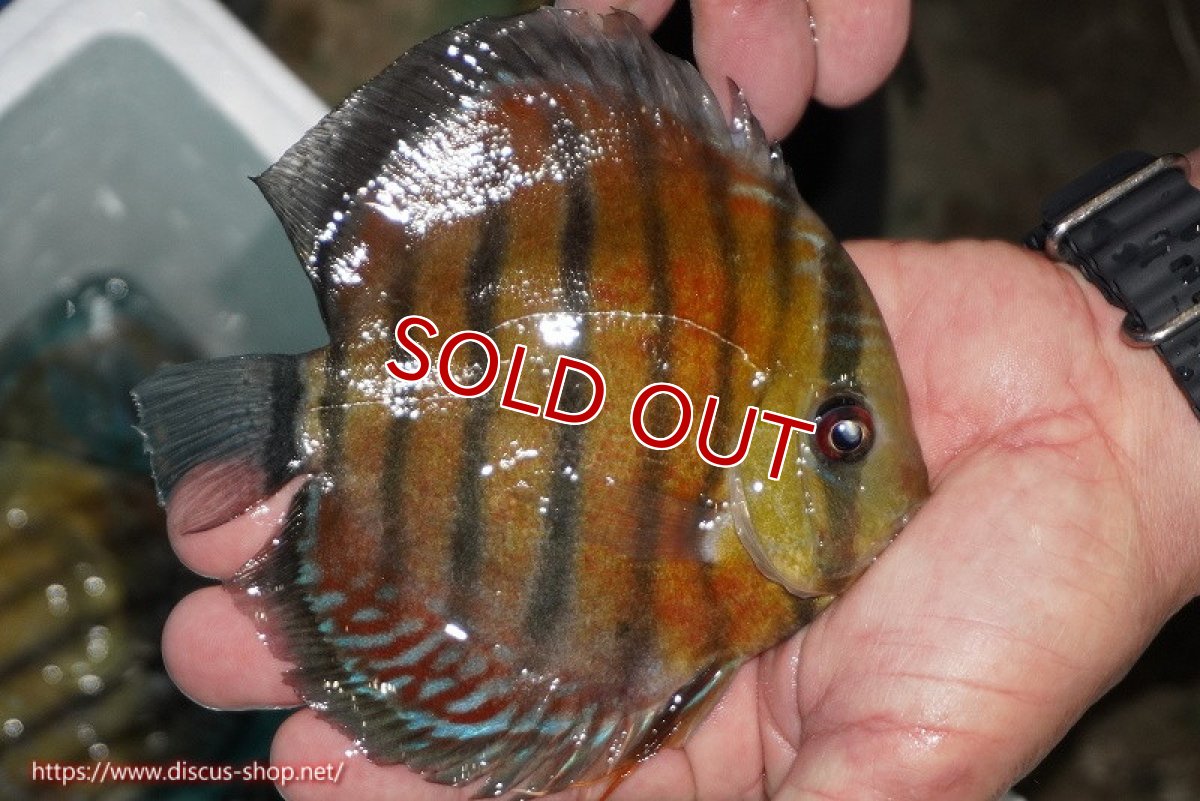 画像2: 【ワイルドディスカス】【通販】【紅赤必至の産地】ラーゴイナヌ レッドデヴィル【個体販売】14-15cm（生体）イナヌ産 (2)