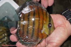 画像2: 【ワイルドディスカス】【通販】【紅赤必至の産地】ラーゴイナヌ レッドデヴィル【個体販売】14-15cm（生体）イナヌ産 (2)