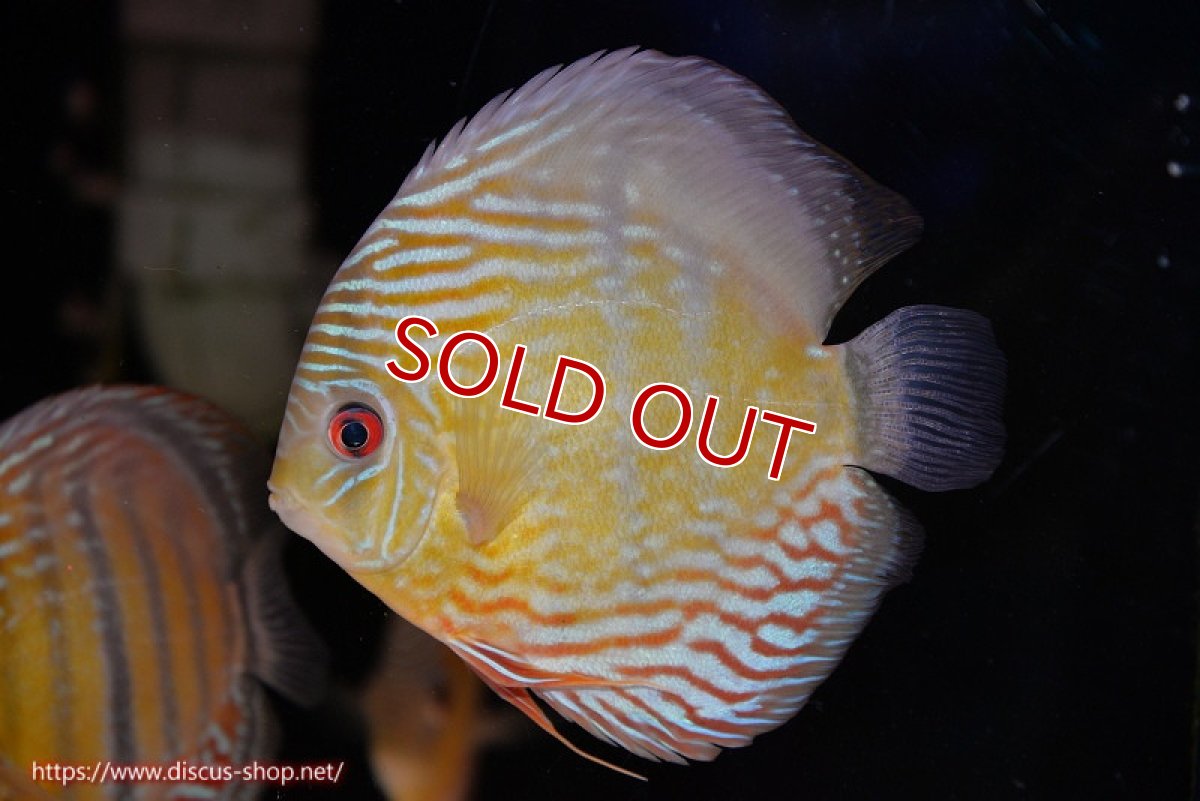 画像1: 【ワイルドディスカス】【通販】【紅赤必至の産地】ラーゴイナヌ タイプレッドエディ【個体販売】14-15cm（生体）イナヌ産 (1)