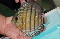 画像1: 【ワイルドディスカス】【通販】【紅赤必至の産地】ラーゴイナヌ タイプレッドエディ【個体販売】14-15cm（生体）イナヌ産 (1)