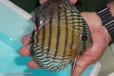 画像3: 【ワイルドディスカス】【通販】【紅赤必至の産地】ラーゴイナヌ タイプレッドエディ【個体販売】14-15cm（生体）イナヌ産 (3)