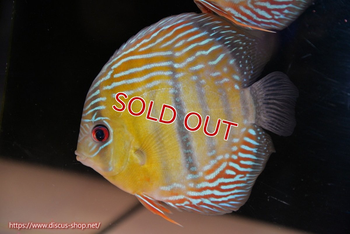 画像1: 【ワイルドディスカス】【通販】【紅赤必至の産地】ラーゴイナヌ タイプレッドエディ【個体販売】14-15cm（生体）イナヌ産 (1)