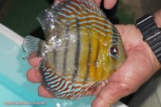 画像3: 【ワイルドディスカス】【通販】【紅赤必至の産地】ラーゴイナヌ タイプレッドエディ【個体販売】14-15cm（生体）イナヌ産 (3)