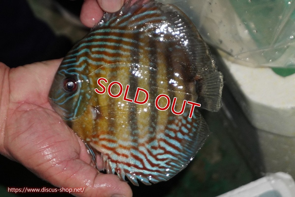 画像1: 【ワイルドディスカス】【通販】【紅赤必至の産地】ラーゴイナヌ タイプレッドエディ【個体販売】14-15cm（生体）イナヌ産 (1)