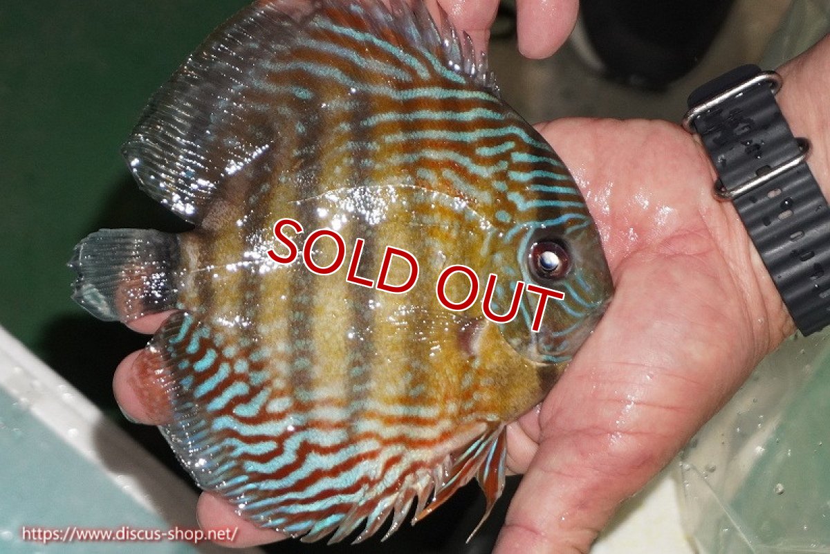 画像2: 【ワイルドディスカス】【通販】【紅赤必至の産地】ラーゴイナヌ タイプレッドエディ【個体販売】14-15cm（生体）イナヌ産 (2)