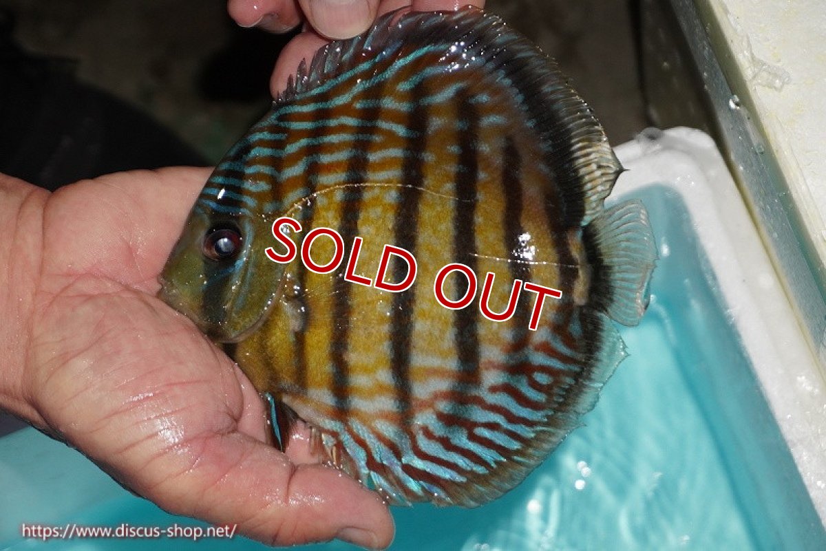 画像2: 【ワイルドディスカス】【通販】【紅赤必至の産地】ラーゴイナヌ タイプレッドエディ【個体販売】14-15cm（生体）イナヌ産 (2)