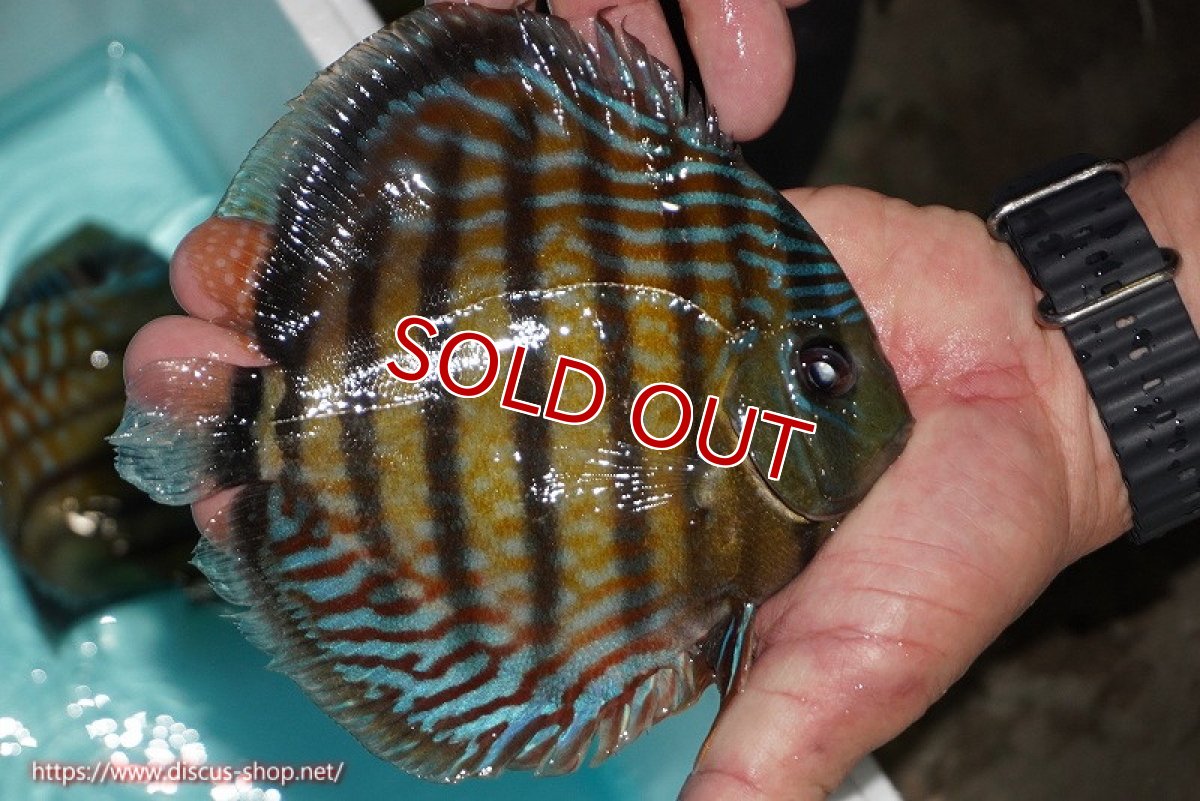 画像3: 【ワイルドディスカス】【通販】【紅赤必至の産地】ラーゴイナヌ タイプレッドエディ【個体販売】14-15cm（生体）イナヌ産 (3)