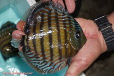 画像3: 【ワイルドディスカス】【通販】【紅赤必至の産地】ラーゴイナヌ タイプレッドエディ【個体販売】14-15cm（生体）イナヌ産 (3)