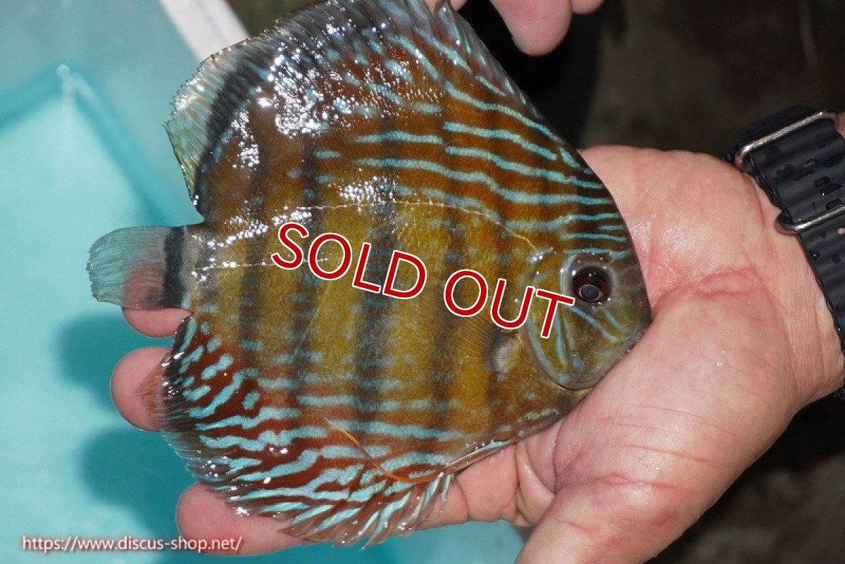 画像2: 【ワイルドディスカス】【通販】【紅赤必至の産地】ラーゴイナヌ タイプレッドエディ【個体販売】14-15cm（生体）イナヌ産 (2)