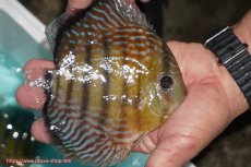 画像2: 【ワイルドディスカス】【通販】【紅赤必至の産地】ラーゴイナヌ タイプレッドエディ【個体販売】14-15cm（生体）イナヌ産 (2)