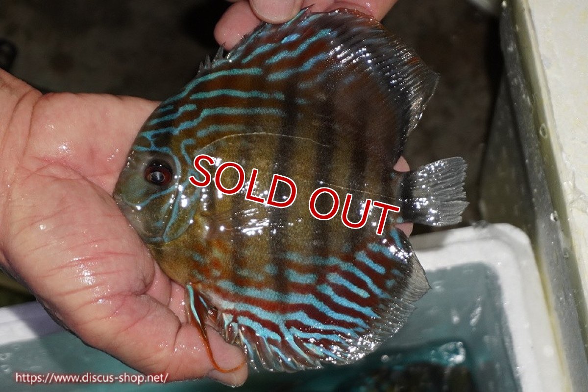 画像1: 【ワイルドディスカス】【通販】【紅赤必至の産地】ラーゴイナヌ タイプレッドエディ【個体販売】14-15cm（生体）イナヌ産 (1)