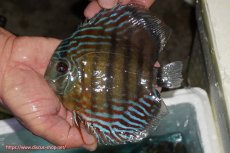 画像1: 【ワイルドディスカス】【通販】【紅赤必至の産地】ラーゴイナヌ タイプレッドエディ【個体販売】14-15cm（生体）イナヌ産 (1)