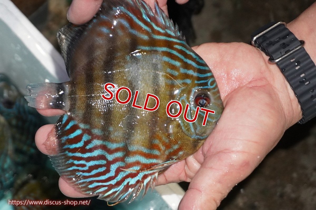 画像2: 【ワイルドディスカス】【通販】【紅赤必至の産地】ラーゴイナヌ タイプレッドエディ【個体販売】14-15cm（生体）イナヌ産 (2)