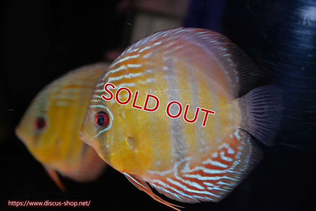 画像1: 【ワイルドディスカス】【通販】【紅赤必至の産地】ラーゴイナヌ タイプレッドエディ【個体販売】14-15cm（生体）イナヌ産 (1)