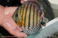 画像1: 【ワイルドディスカス】【通販】【紅赤必至の産地】ラーゴイナヌ タイプレッドエディ【個体販売】14-15cm（生体）イナヌ産 (1)