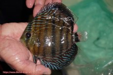 画像1: 【ワイルドディスカス】【通販】【紅赤必至の産地】ラーゴイナヌ タイプレッドエディ【個体販売】14-15cm（生体）イナヌ産 (1)