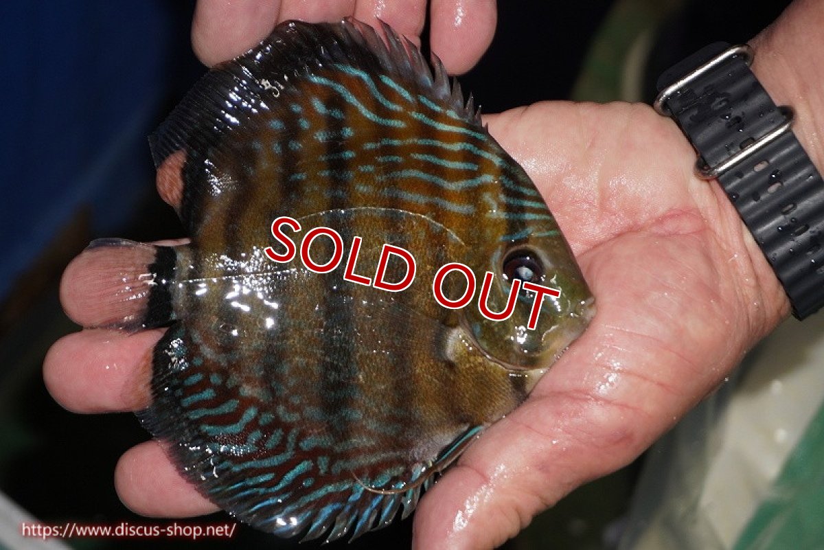 画像2: 【ワイルドディスカス】【通販】【紅赤必至の産地】ラーゴイナヌ タイプレッドエディ【個体販売】14-15cm（生体）イナヌ産 (2)