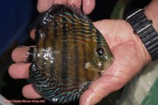 画像2: 【ワイルドディスカス】【通販】【紅赤必至の産地】ラーゴイナヌ タイプレッドエディ【個体販売】14-15cm（生体）イナヌ産 (2)