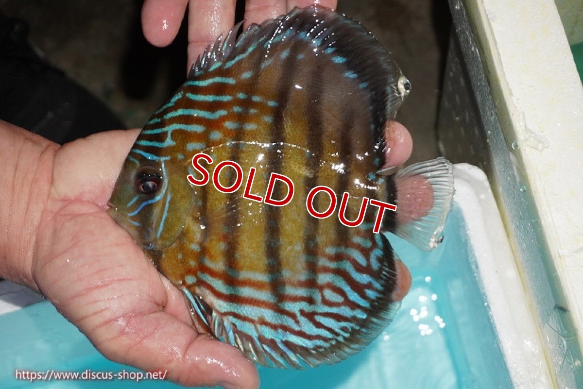 画像2: 【ワイルドディスカス】【通販】【紅赤必至の産地】ラーゴイナヌ タイプレッドエディ(背びれやや難あり）【個体販売】14-15cm（生体）イナヌ産 (2)