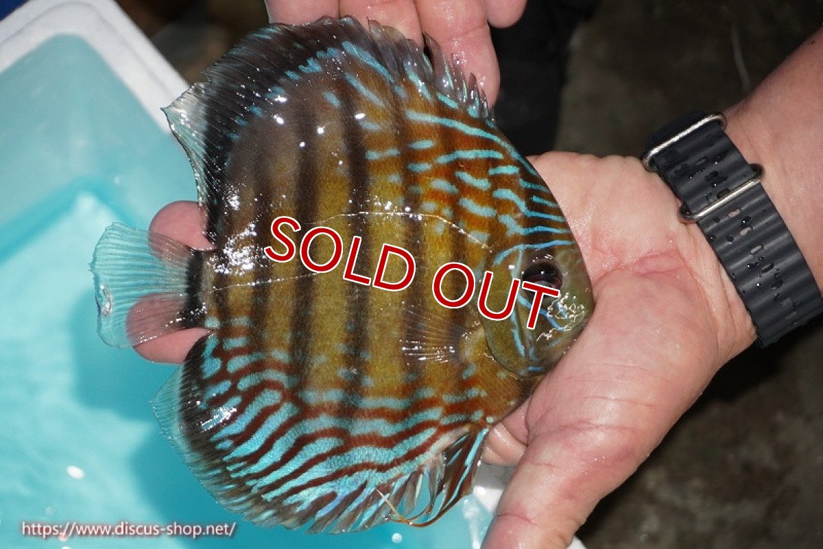 画像3: 【ワイルドディスカス】【通販】【紅赤必至の産地】ラーゴイナヌ タイプレッドエディ(背びれやや難あり）【個体販売】14-15cm（生体）イナヌ産 (3)