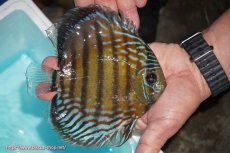 画像3: 【ワイルドディスカス】【通販】【紅赤必至の産地】ラーゴイナヌ タイプレッドエディ(背びれやや難あり）【個体販売】14-15cm（生体）イナヌ産 (3)