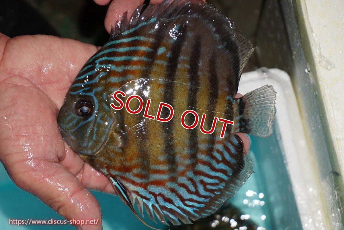 画像2: 【ワイルドディスカス】【通販】【紅赤必至の産地】ラーゴイナヌ タイプレッドエディ（金目）【個体販売】14-15cm（生体）イナヌ産 (2)