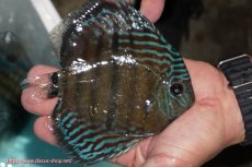 画像2: 【ワイルドディスカス】【通販】【紅赤必至の産地】ラーゴイナヌ タイプレッドエディ【個体販売】14-15cm（生体）イナヌ産 (2)