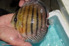 画像1: 【ワイルドディスカス】【通販】【紅赤必至の産地】ラーゴイナヌ タイプレッドエディ【個体販売】14-15cm（生体）イナヌ産 (1)