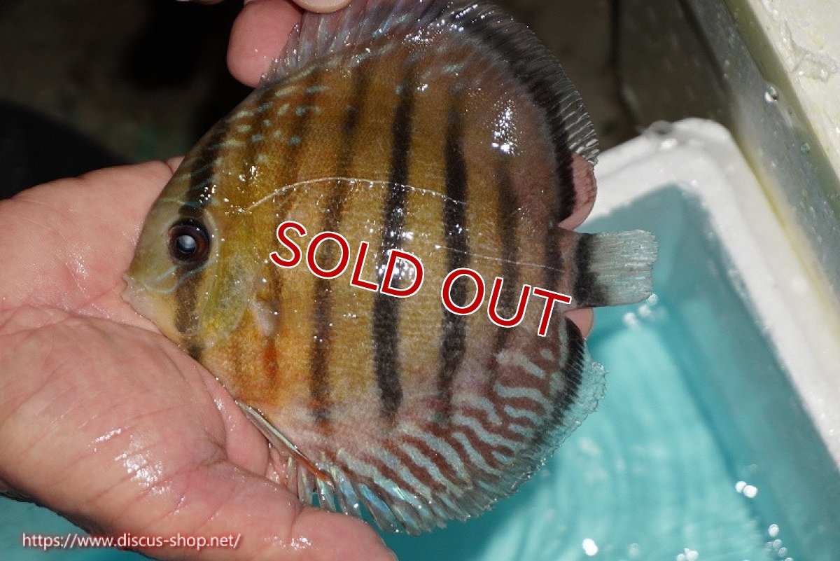 画像3: 【決算セール対象個体】【ワイルドディスカス】【通販】【紅赤必至の産地】ラーゴイナヌ レッドデヴィル【個体販売】14-15cm（生体）イナヌ産 (3)