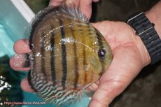 画像4: 【決算セール対象個体】【ワイルドディスカス】【通販】【紅赤必至の産地】ラーゴイナヌ レッドデヴィル【個体販売】14-15cm（生体）イナヌ産 (4)