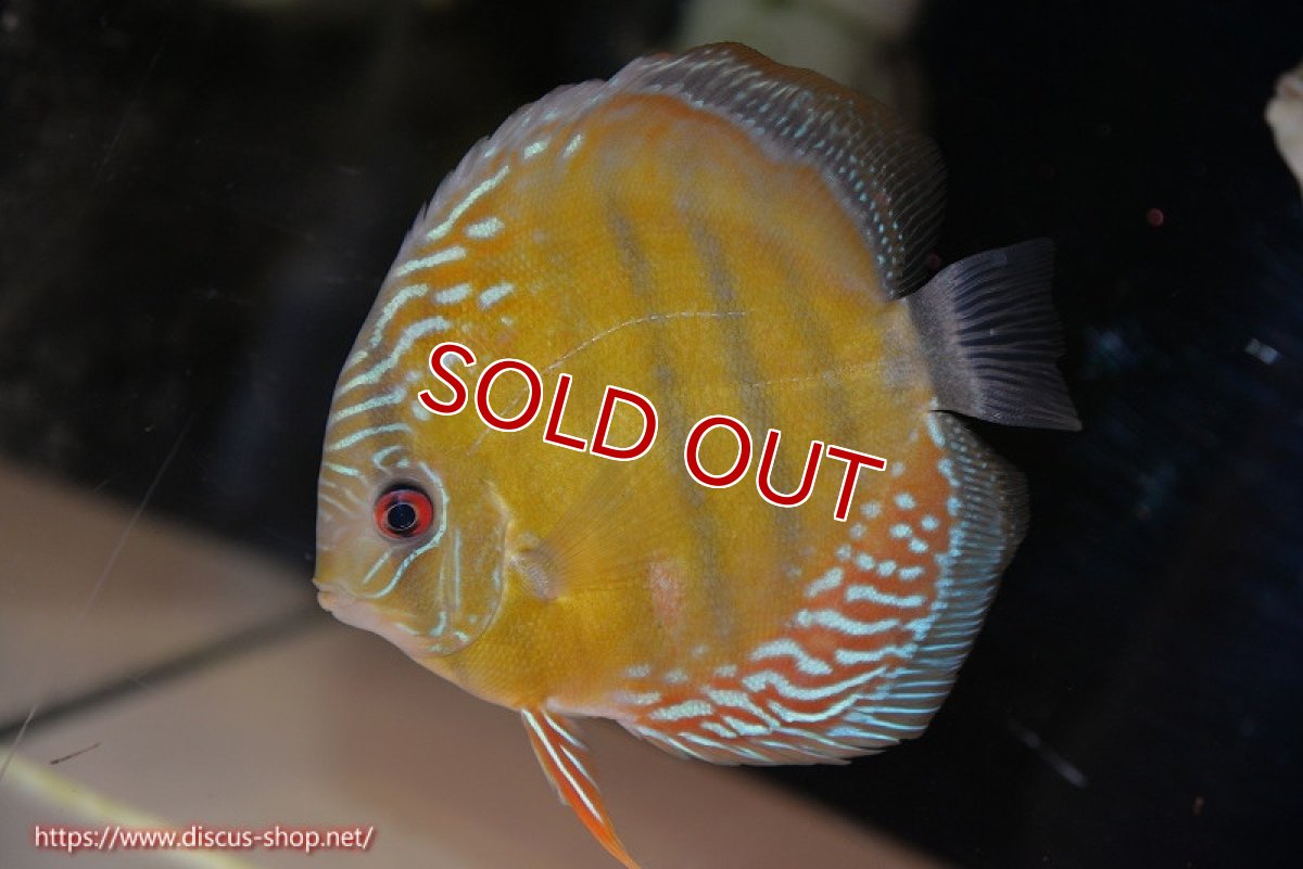 画像1: 【決算セール対象個体】【ワイルドディスカス】【通販】【紅赤必至の産地】ラーゴイナヌ タイプレッドエディ(背びれやや難あり）【個体販売】14-15cm（生体）イナヌ産 (1)