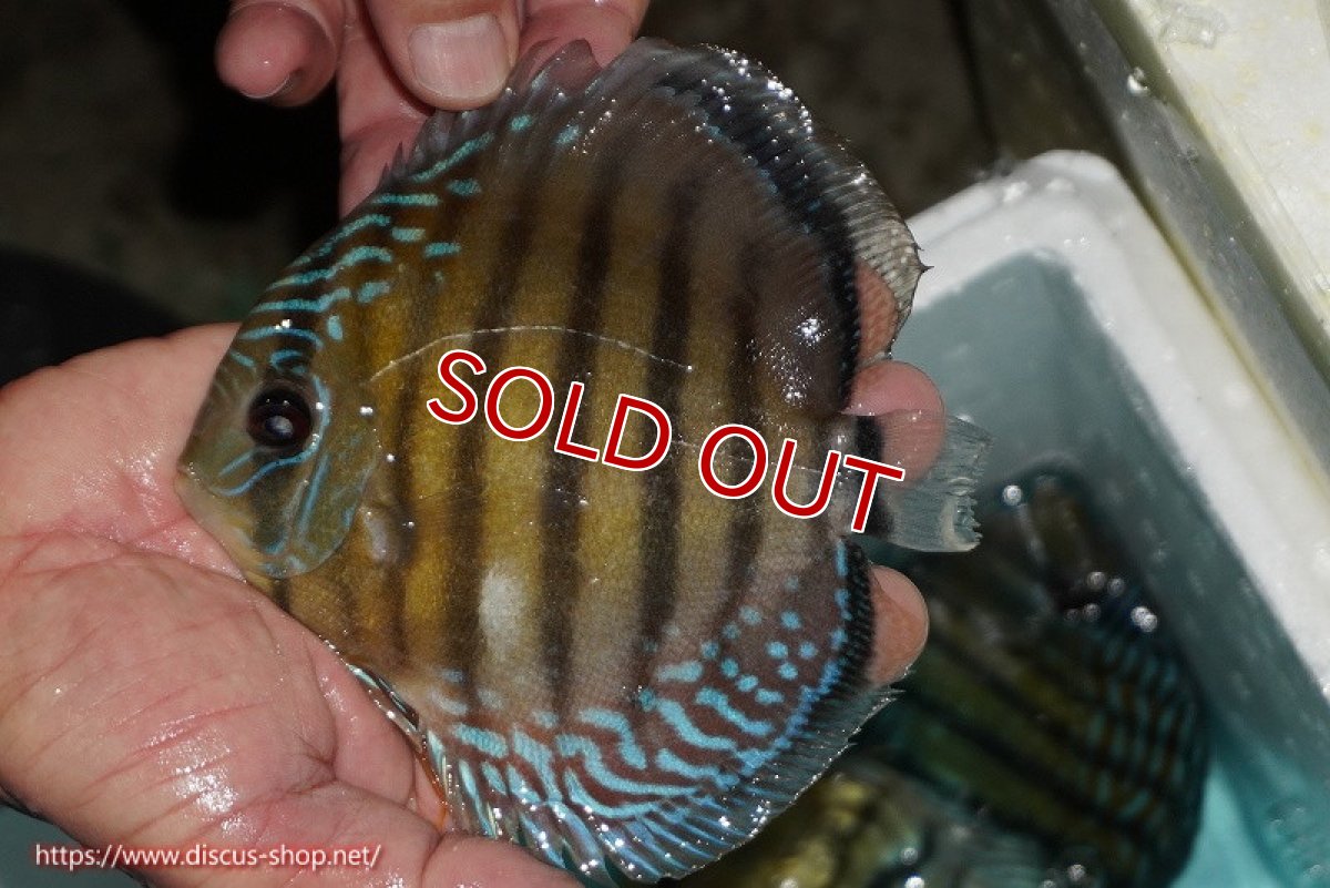 画像2: 【決算セール対象個体】【ワイルドディスカス】【通販】【紅赤必至の産地】ラーゴイナヌ タイプレッドエディ(背びれやや難あり）【個体販売】14-15cm（生体）イナヌ産 (2)