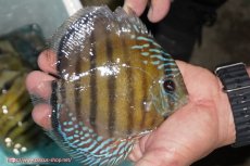 画像3: 【決算セール対象個体】【ワイルドディスカス】【通販】【紅赤必至の産地】ラーゴイナヌ タイプレッドエディ(背びれやや難あり）【個体販売】14-15cm（生体）イナヌ産 (3)