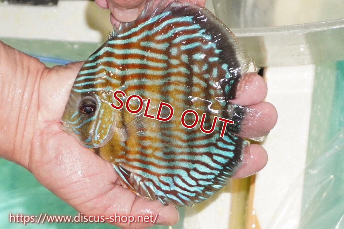 画像1: 【ワイルドディスカス】【通販】【紅赤必至の産地】ラーゴイナヌ タイプロイヤルレッドエディ【個体販売】15cm（生体）ラーゴイナヌ産 (1)