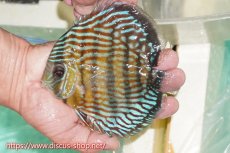 画像1: 【ワイルドディスカス】【通販】【紅赤必至の産地】ラーゴイナヌ タイプロイヤルレッドエディ【個体販売】15cm（生体）ラーゴイナヌ産 (1)