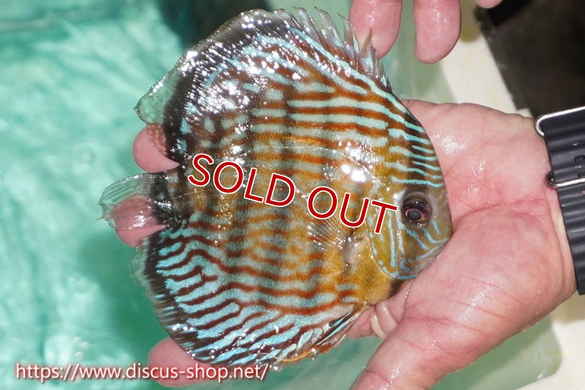 画像2: 【ワイルドディスカス】【通販】【紅赤必至の産地】ラーゴイナヌ タイプロイヤルレッドエディ【個体販売】15cm（生体）ラーゴイナヌ産 (2)