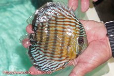 画像3: 【ワイルドディスカス】【通販】【紅赤必至の産地】ラーゴイナヌ タイプロイヤルレッドエディ【個体販売】15cm（生体）ラーゴイナヌ産 (3)