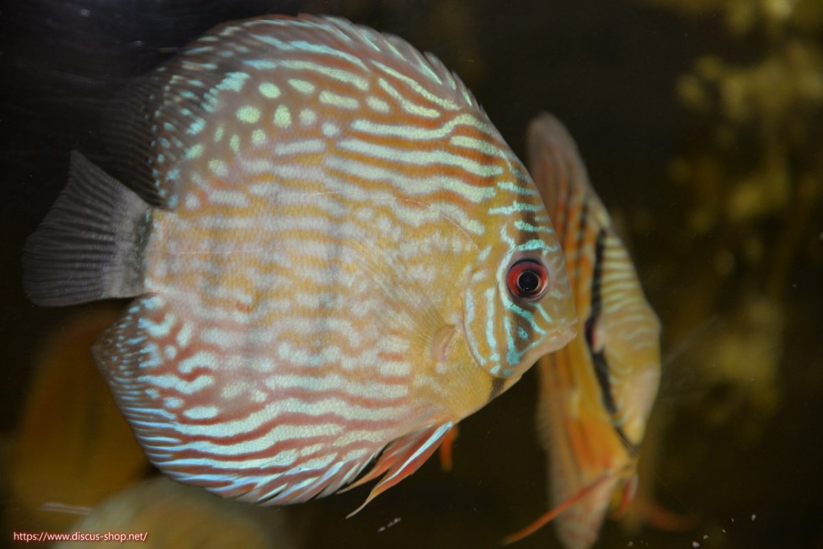 画像1: 【30周年記念セール対象個体】【ワイルドディスカス】【通販】【紅赤必至の産地】ラーゴイナヌ タイプロイヤルレッドエディ【個体販売】15cm（生体）ラーゴイナヌ産 (1)